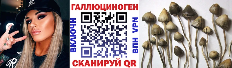 Псилоцибиновые грибы GOLDEN TEACHER  Талица 